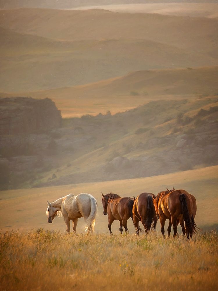 Wall art: Sunkissed Horses VI, by PHBurchett 