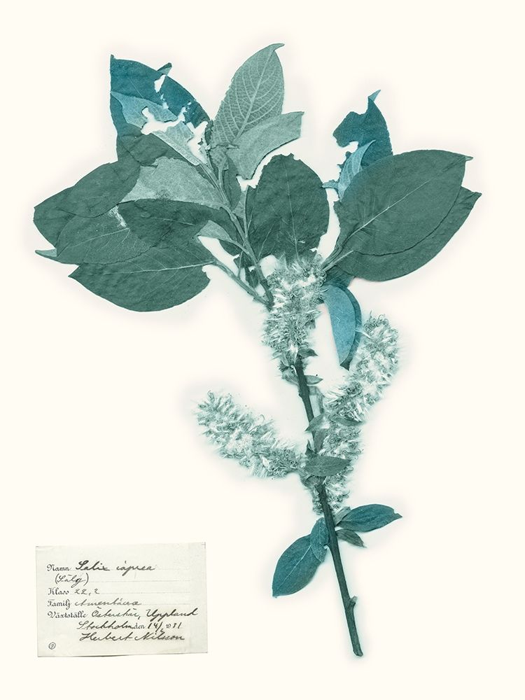 Wall Art Painting id:230107, Name: Pressed Flowers in Spa I, Artist: Vision Studio 