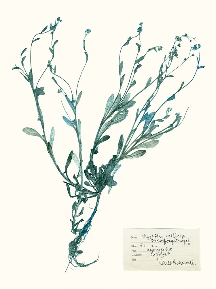 Wall Art Painting id:230108, Name: Pressed Flowers in Spa II, Artist: Vision Studio 