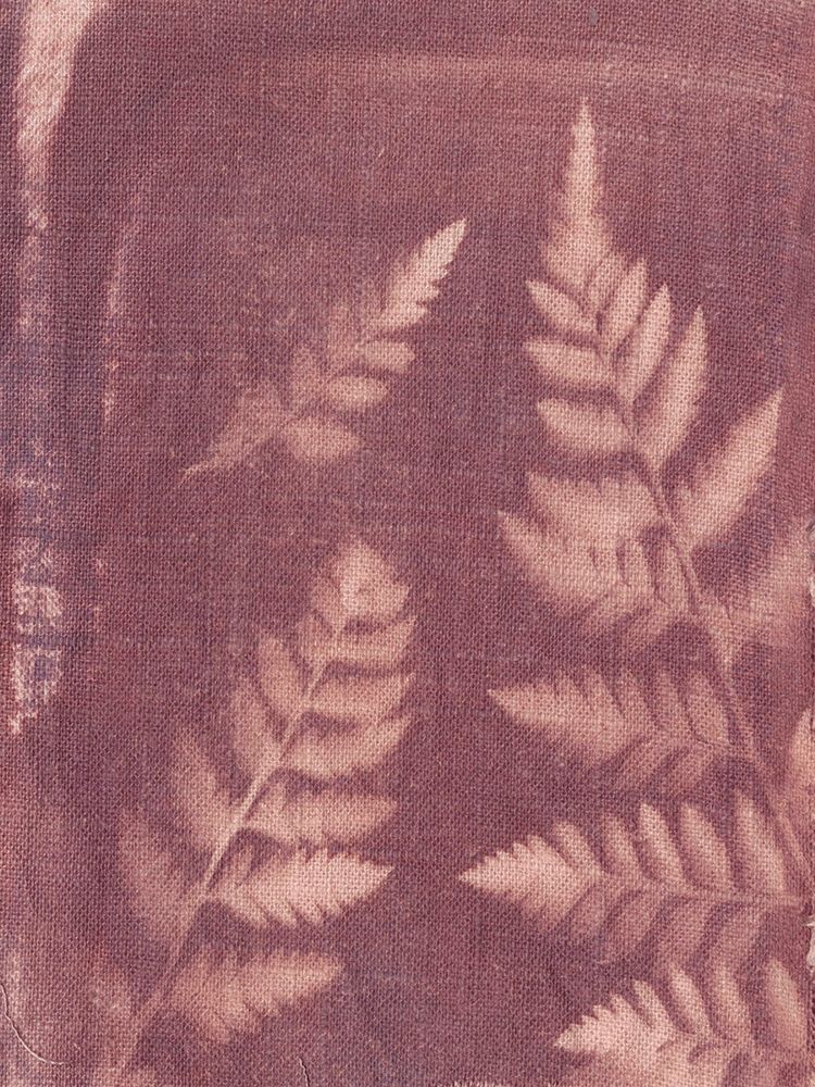 Art Print: Botanical Sun I