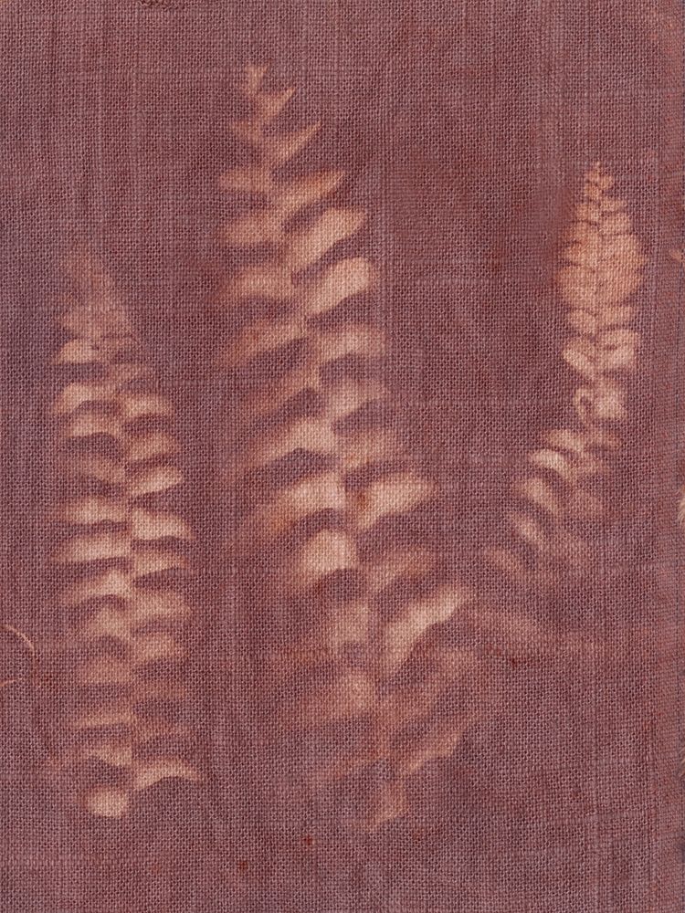 Art Print: Botanical Sun IV