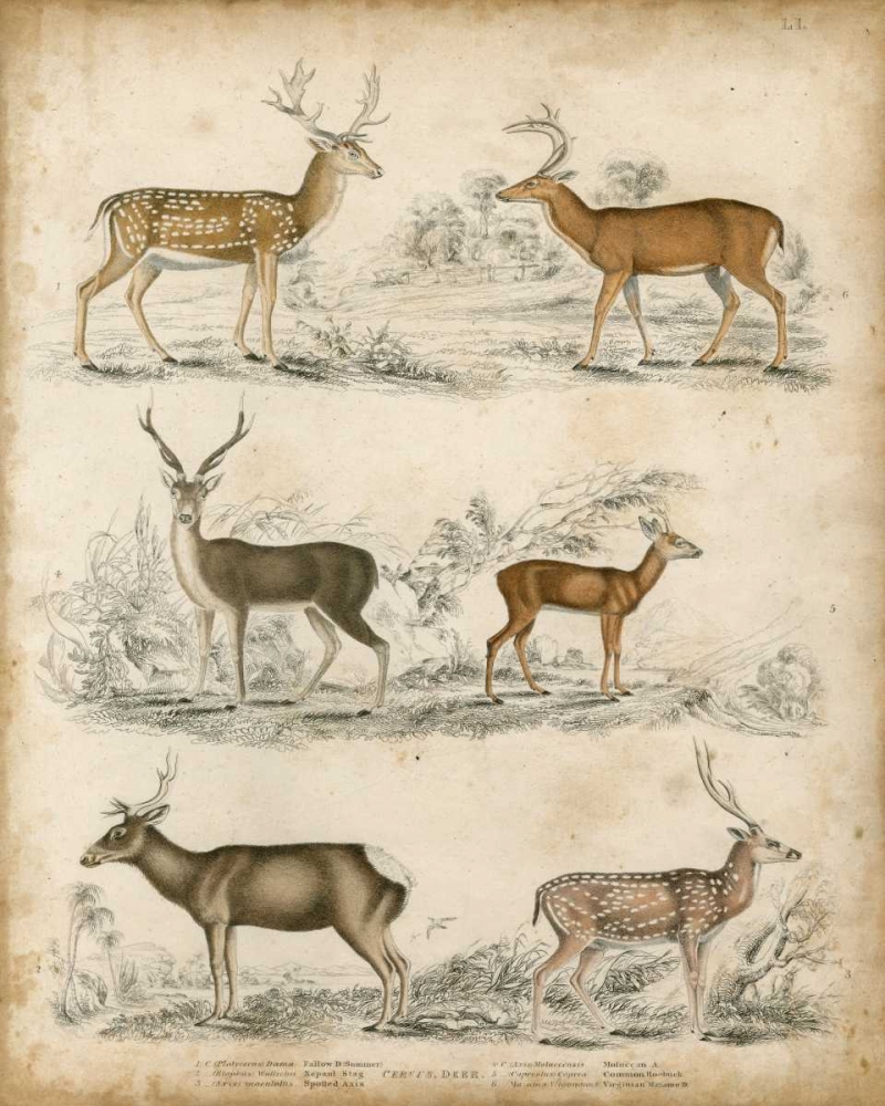 Wall Art Painting id:150030, Name: Non-Embellished Species of Deer, Artist: Unknown
