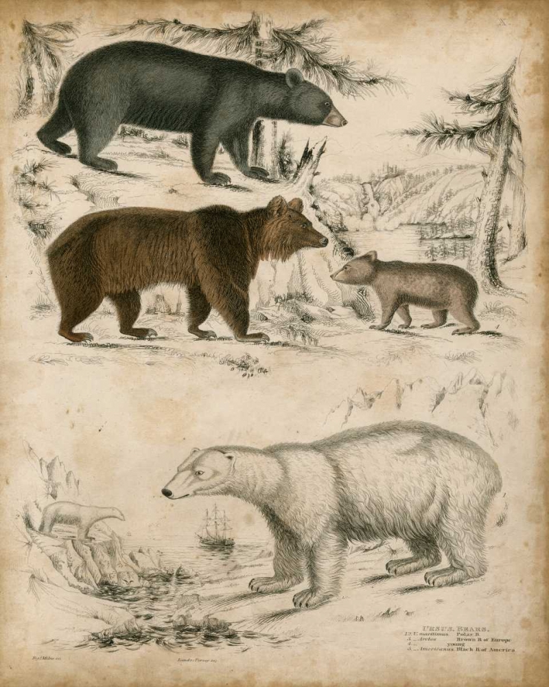 Wall Art Painting id:150031, Name: Non-Embellished Species of Bear, Artist: Unknown
