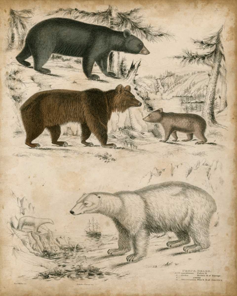 Art Print: Non-Embellished Species of Bear