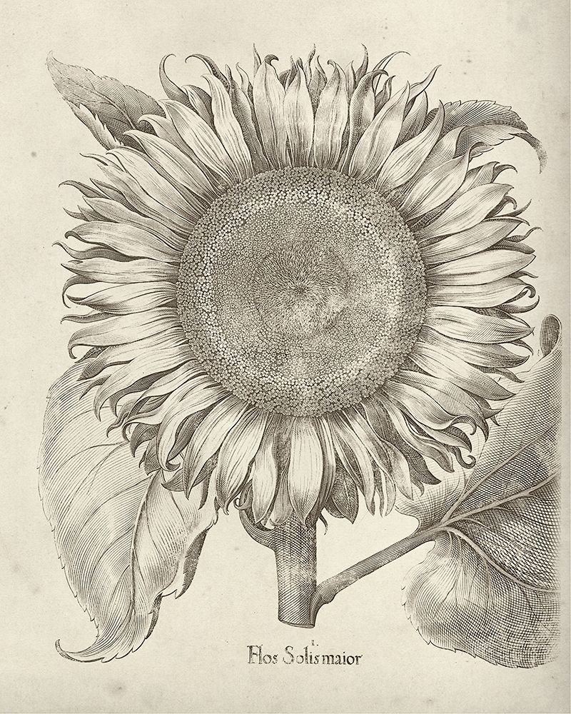 Wall art: Fresco Sunflower I, by Vision Studio
