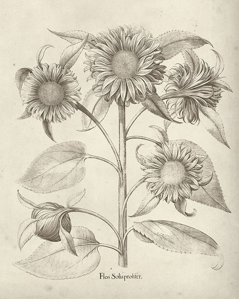 Wall Art Painting id:244826, Name: Fresco Sunflower II, Artist: Vision Studio