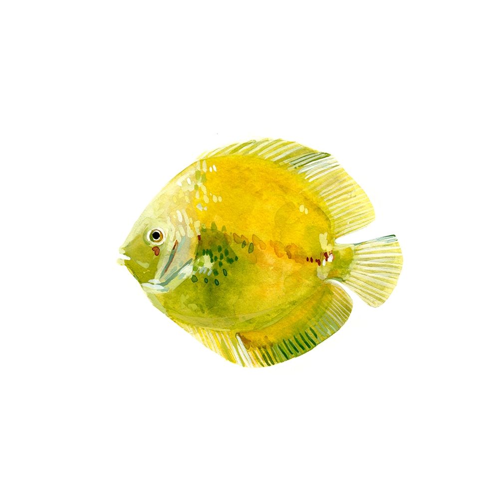 Art Print: Discus Fish I