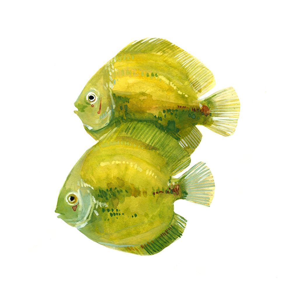 Art Print: Discus Fish II