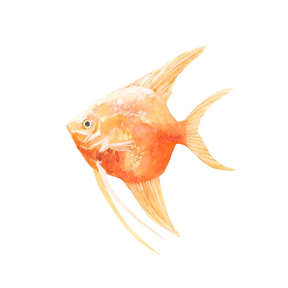 Wall art: Discus Fish III, by Scarvey, Emma