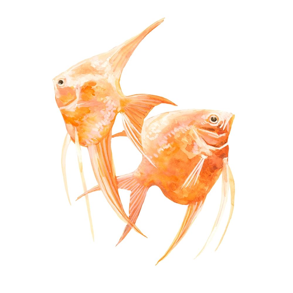 Art Print: Discus Fish IV