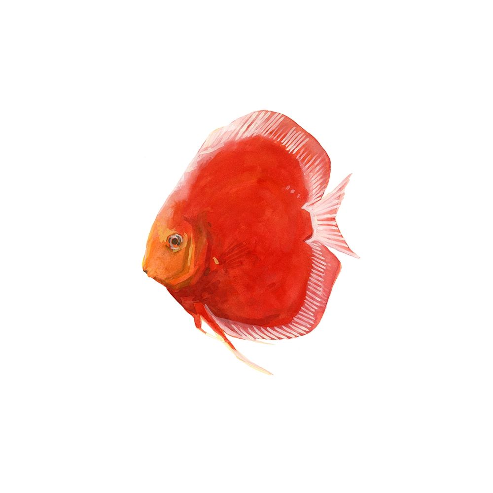 Art Print: Discus Fish V