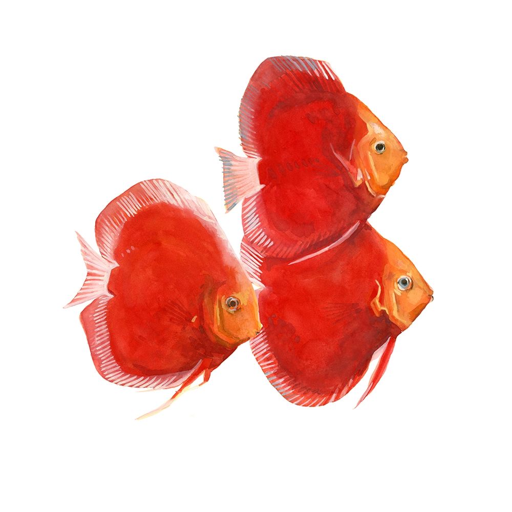 Art Print: Discus Fish VI