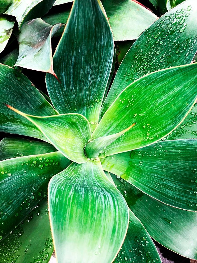 Wall Art Painting id:259344, Name: Green Tropical Succulent IV, Artist: Orlov, Irena