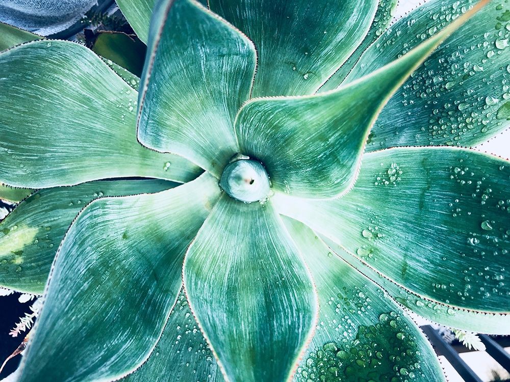 Wall Art Painting id:259347, Name: Green Tropical Succulent VII, Artist: Orlov, Irena