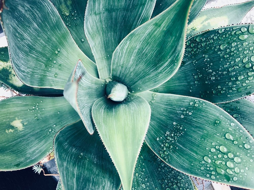 Wall Art Painting id:259348, Name: Green Tropical Succulent VIII, Artist: Orlov, Irena