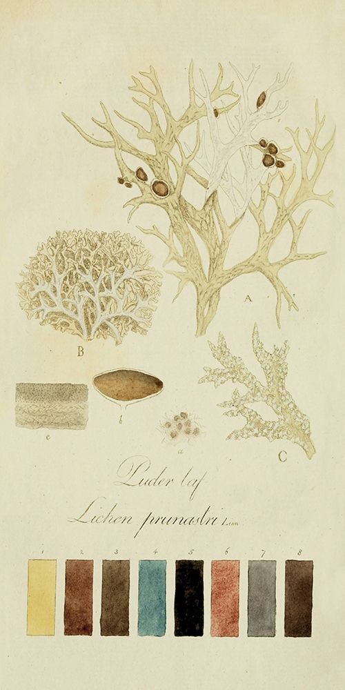 Wall Art Painting id:382777, Name: Species of Lichen IV, Artist: Unknown