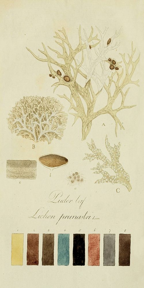 Art Print: Species of Lichen IV