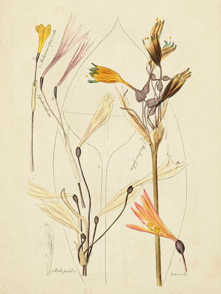 Wall art: Antique Botanical Sketch VI, by Vision Studio 