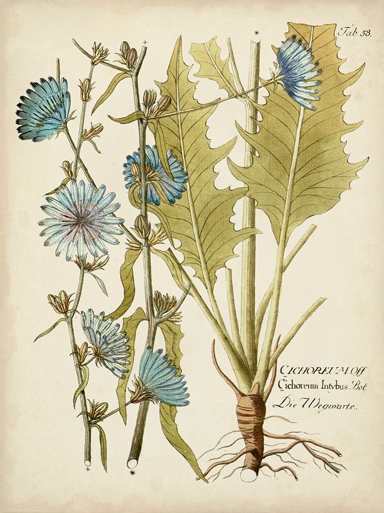 Wall art: Eloquent Botanical I, by Vision Studio 