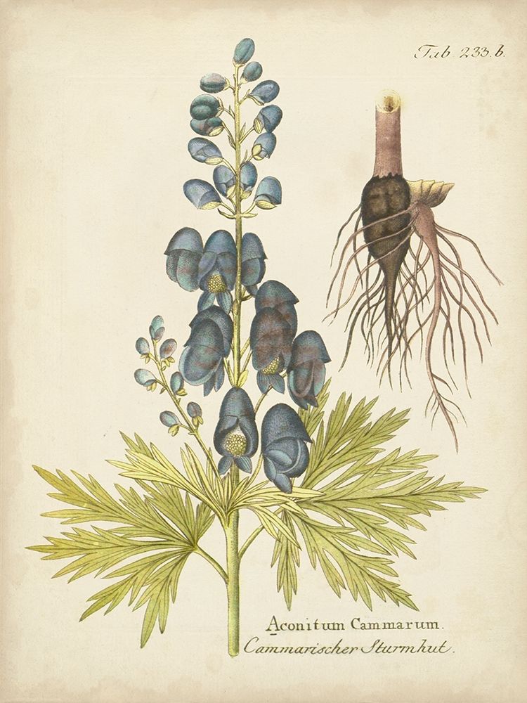 Wall art: Eloquent Botanical II, by Vision Studio 