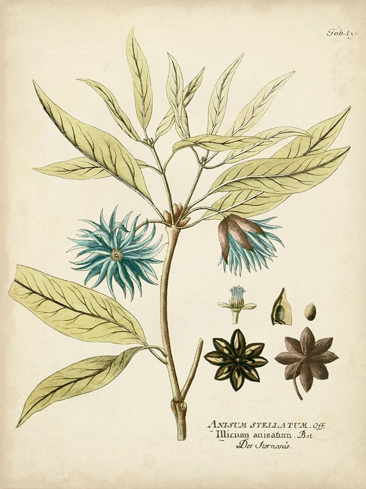Art Print: Eloquent Botanical III