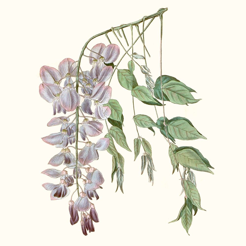 Art Print: Graceful Botanical II