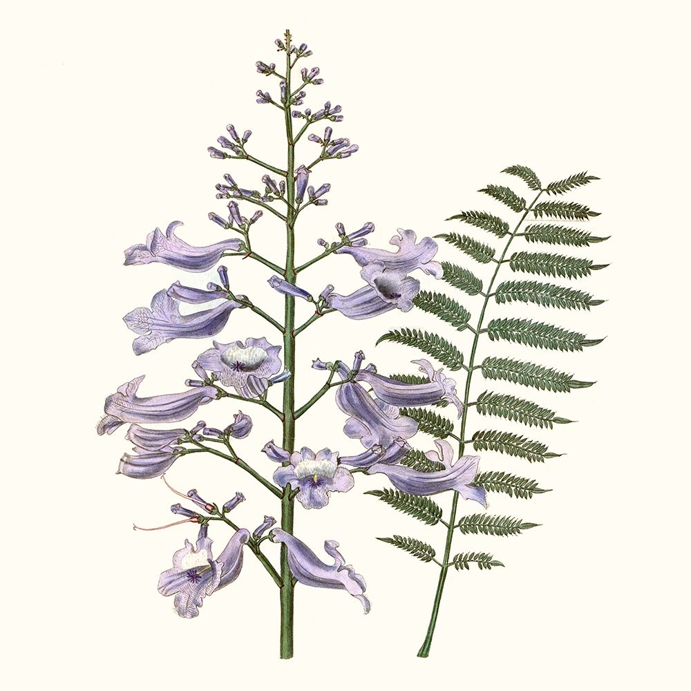 Art Print: Graceful Botanical III