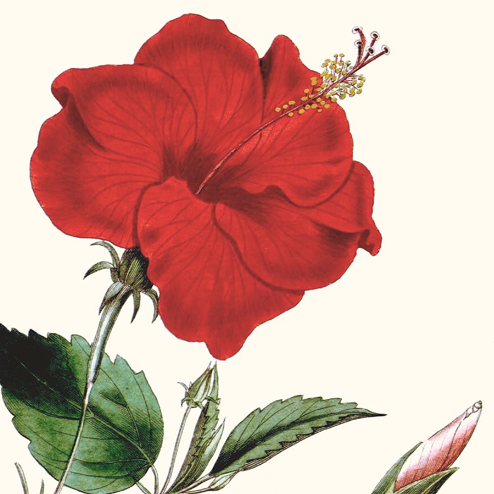 Wall Art Painting id:274551, Name: Cropped Antique Botanical I, Artist: Vision Studio 