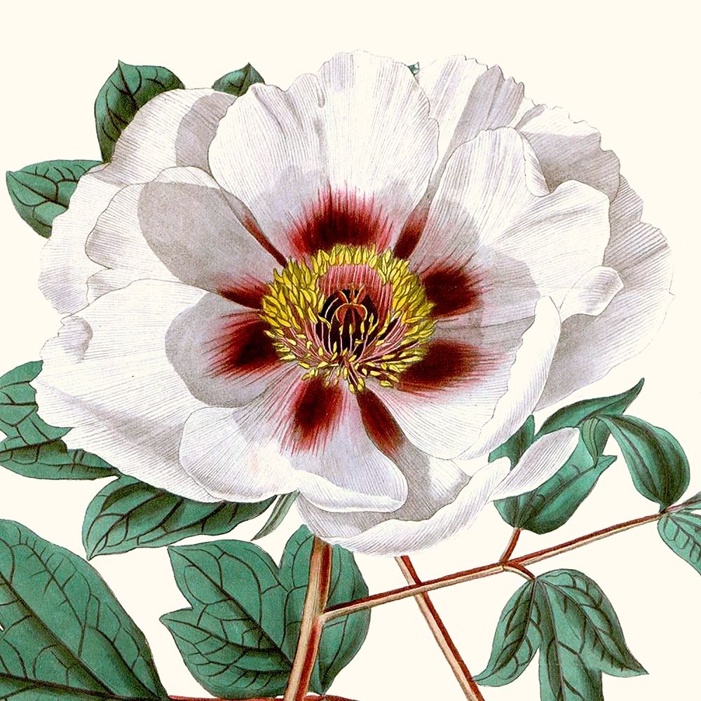 Wall Art Painting id:274552, Name: Cropped Antique Botanical II, Artist: Vision Studio 