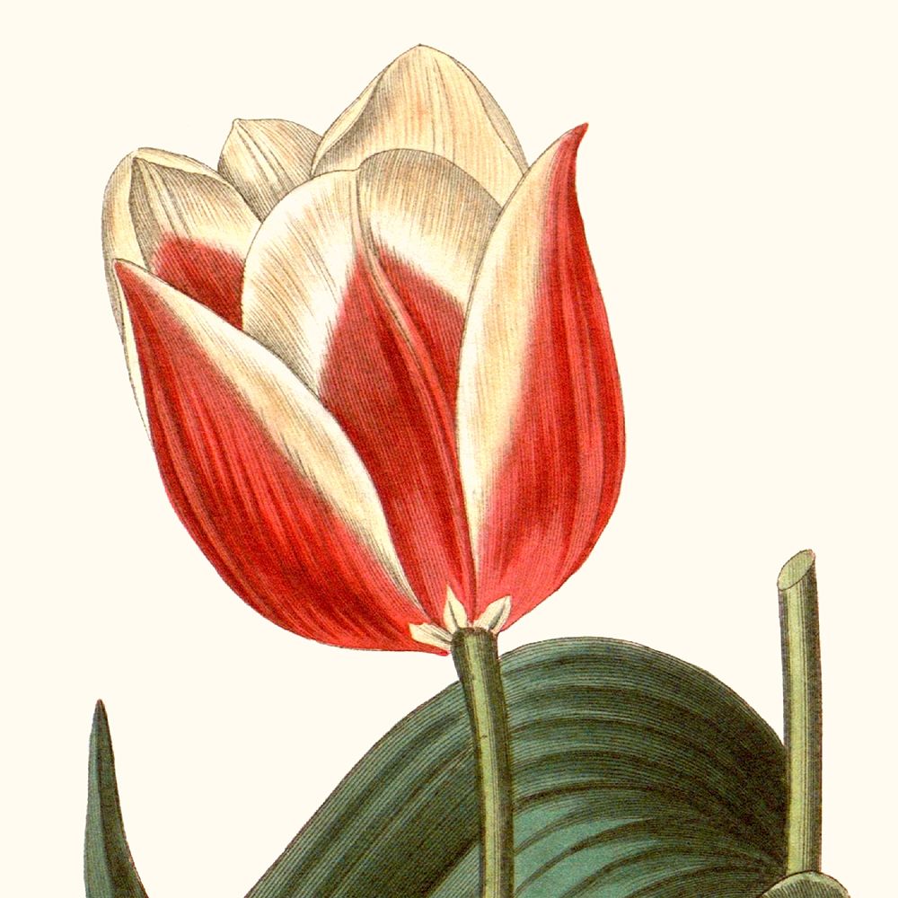 Wall Art Painting id:274554, Name: Cropped Antique Botanical IV, Artist: Vision Studio 