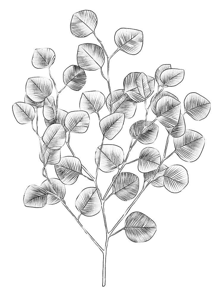 Art Print: Eucalyptus Sketch I