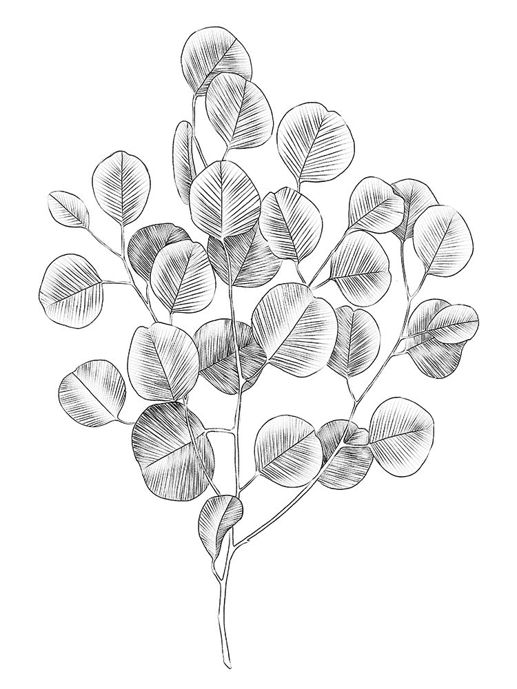 Art Print: Eucalyptus Sketch II