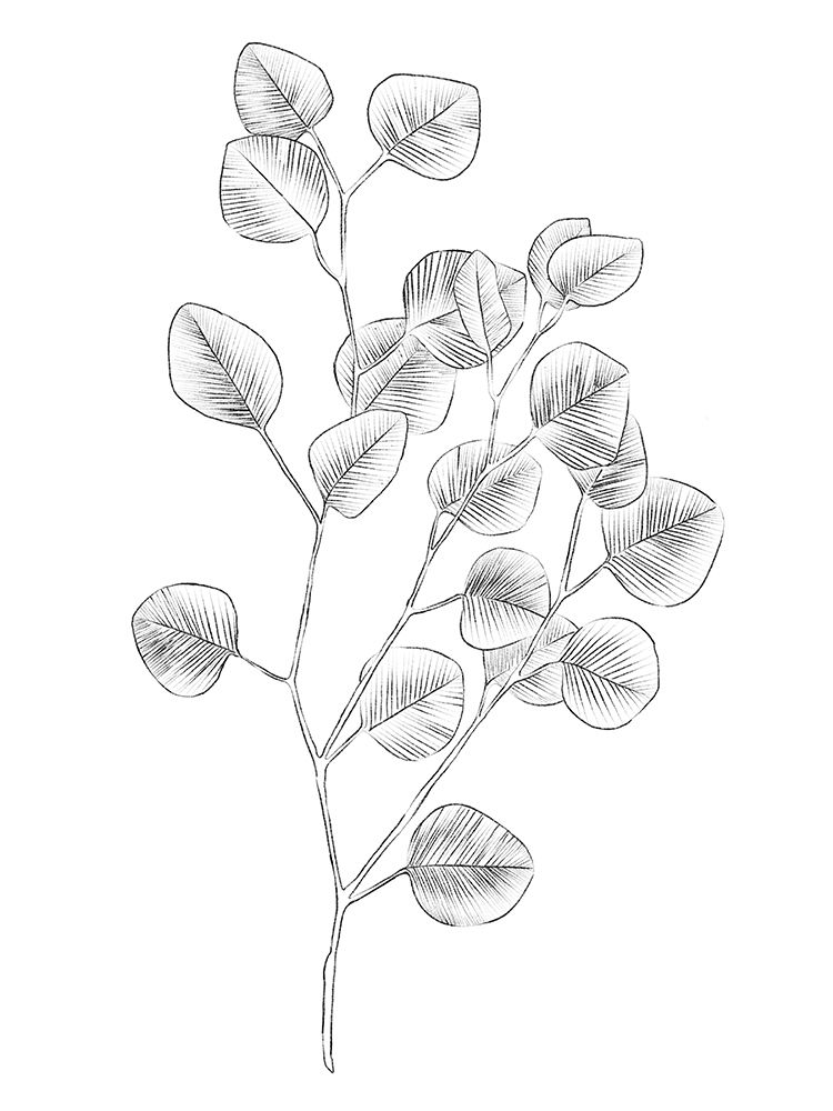Wall art: Eucalyptus Sketch III, by Scarvey, Emma