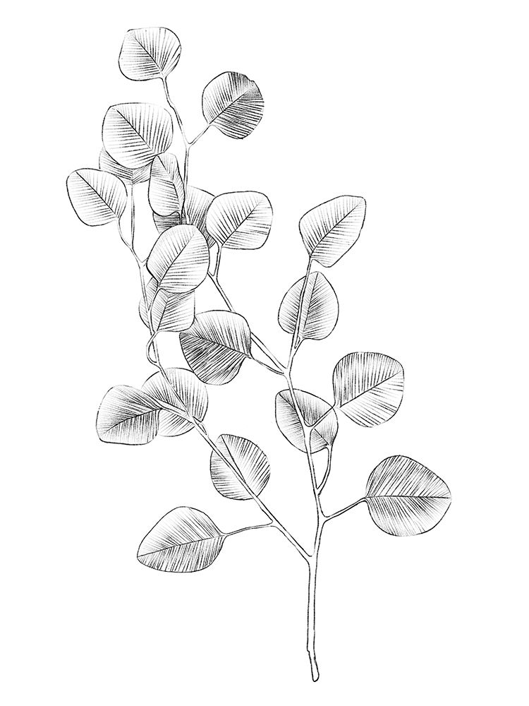 Wall art: Eucalyptus Sketch IV, by Scarvey, Emma
