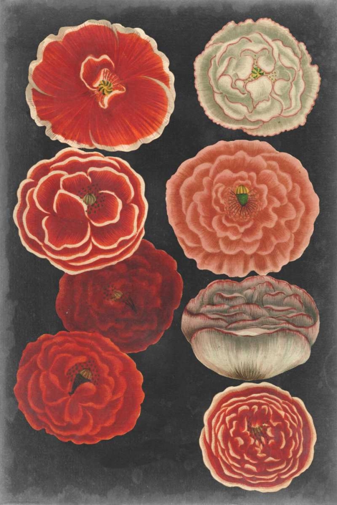 Art Print: Midnight Poppies