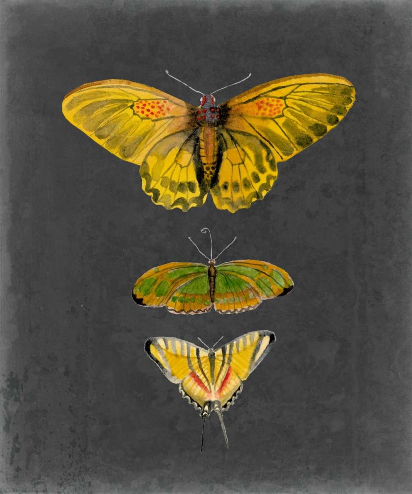 Wall Art Painting id:68344, Name: Butterflies on Slate I, Artist: McCavitt, Naomi
