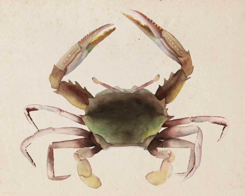 Wall Art Painting id:68403, Name: Sea Dweller IV, Artist: Popp, Grace