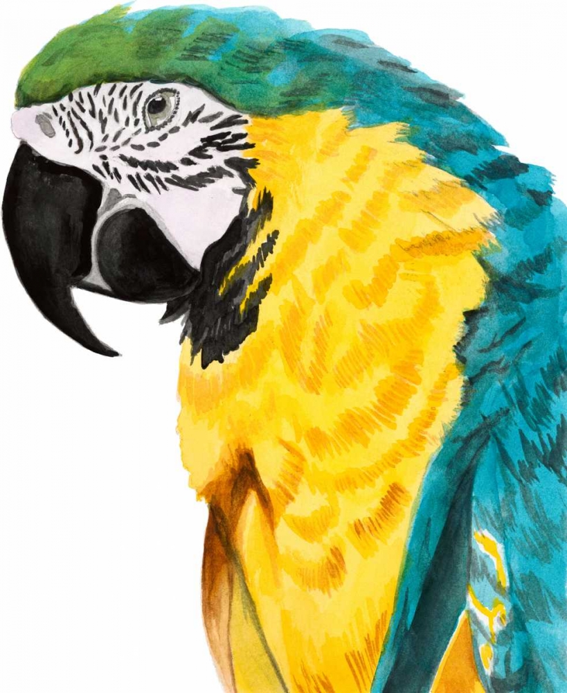 Art Print: Watercolor Parrot