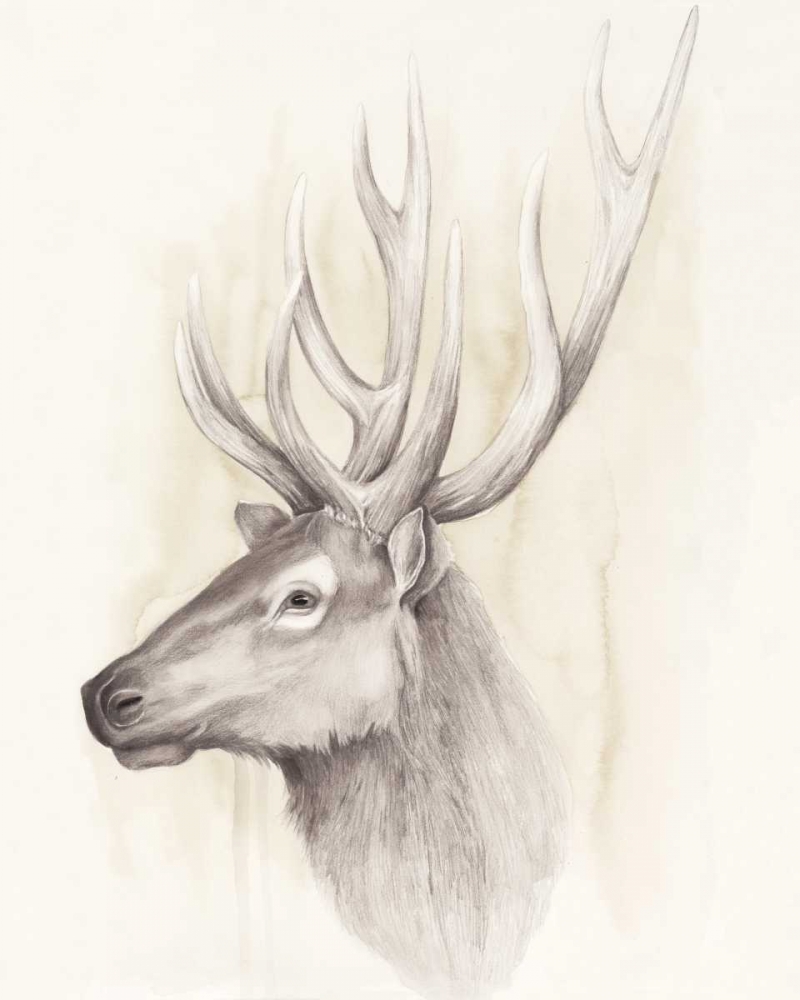 Wall art: American Wilderness III, by Popp, Grace