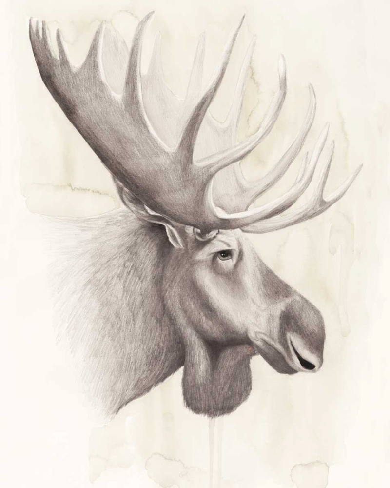 Wall art: American Wilderness IV, by Popp, Grace