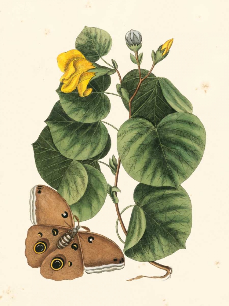 Wall Art Painting id:137804, Name: Catesby Butterfly and Botanical I, Artist: Catesby, Mark