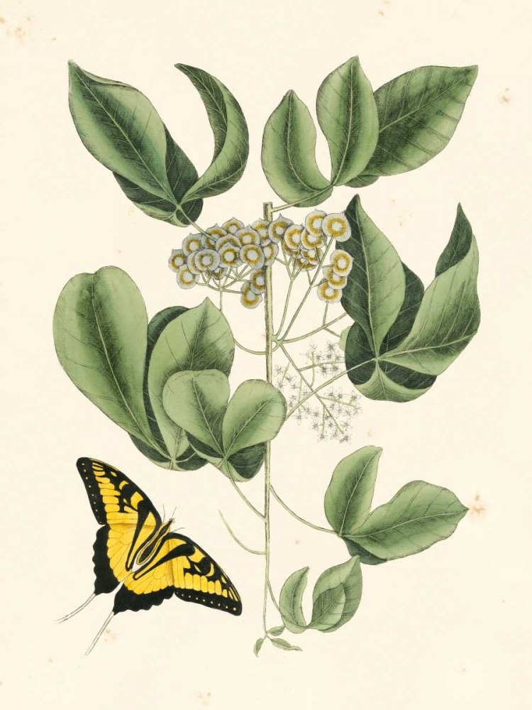 Wall Art Painting id:97793, Name: Non-Embellished Catesby Butterfly and Botanical II, Artist: Catesby, Mark