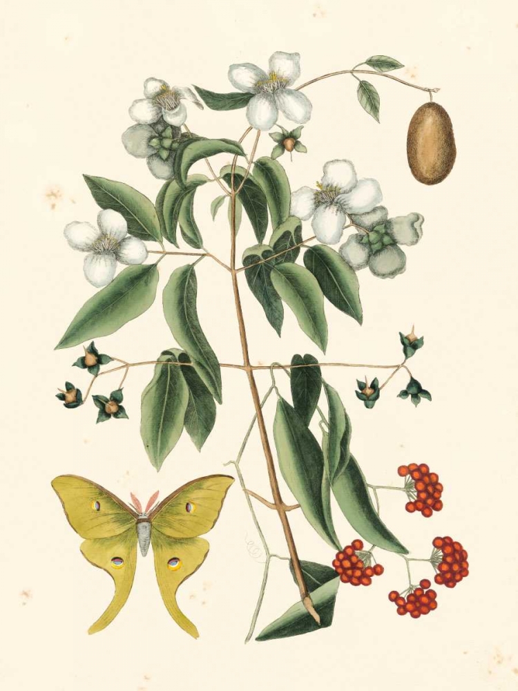 Wall Art Painting id:137805, Name: Catesby Butterfly and Botanical III, Artist: Catesby, Mark
