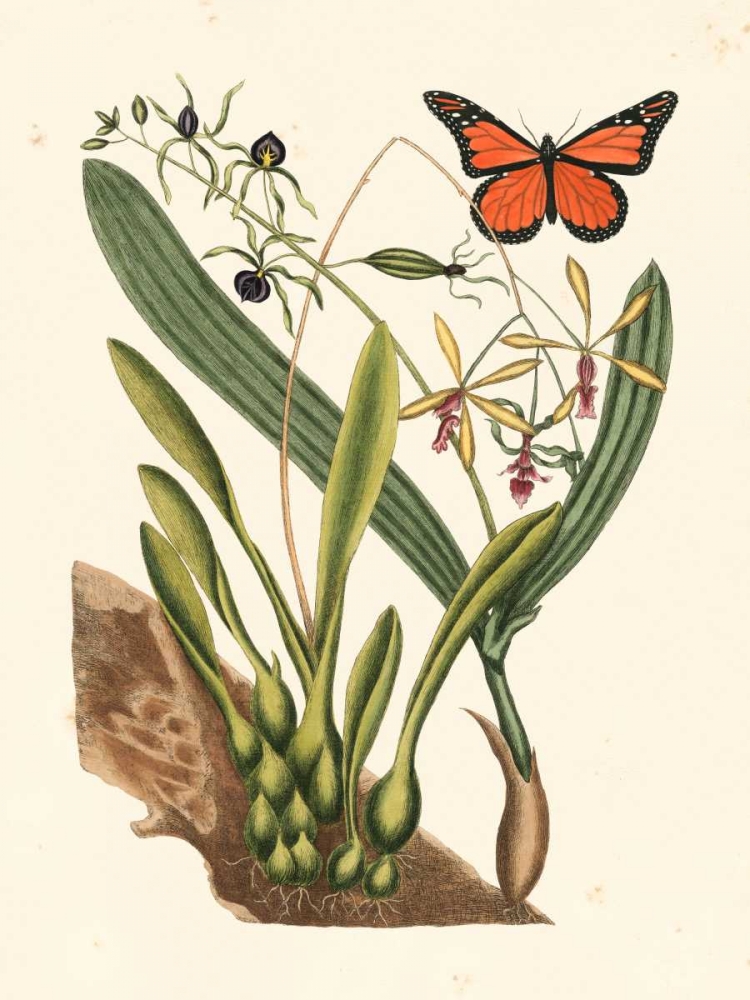 Wall Art Painting id:137806, Name: Catesby Butterfly and Botanical IV, Artist: Catesby, Mark