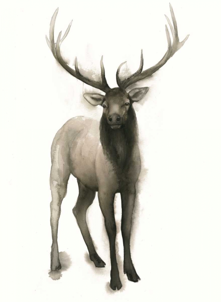 Wall art: Majestic Wildlife II, by Popp, Grace