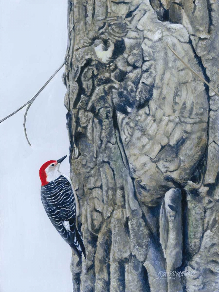Art Print: Red Bellied Woodpecker I