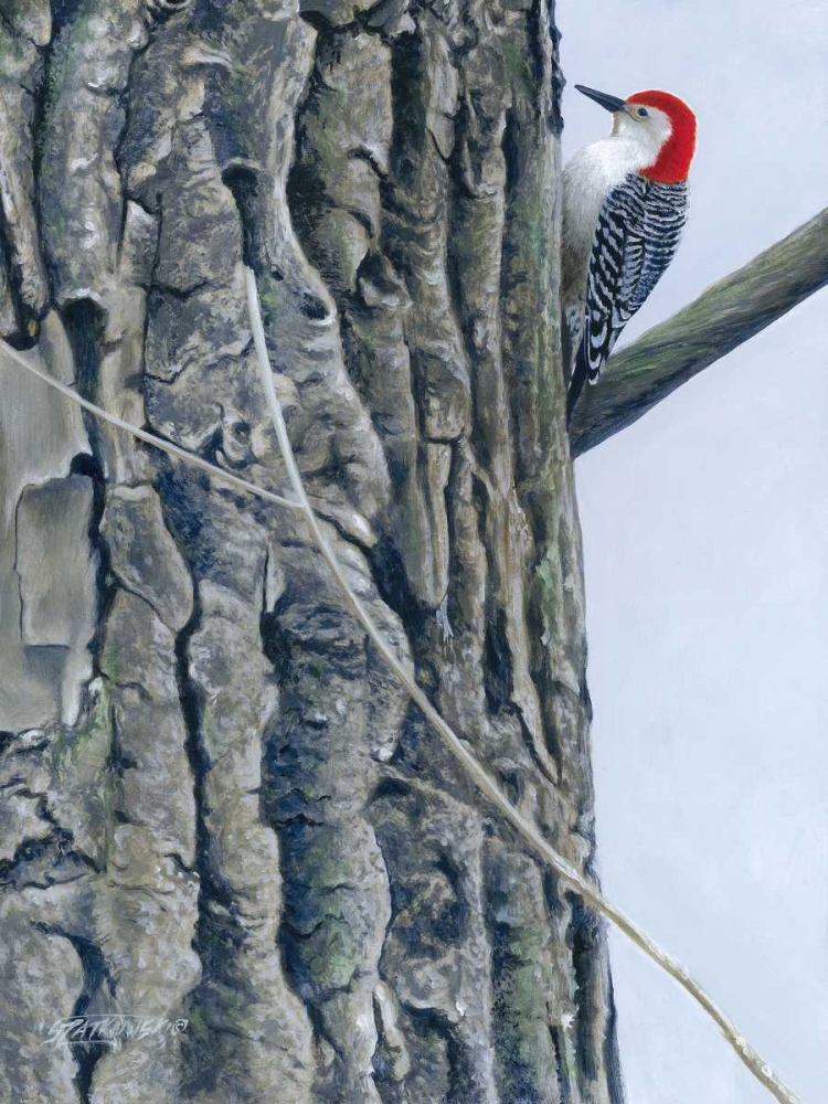 Art Print: Red Bellied Woodpecker II