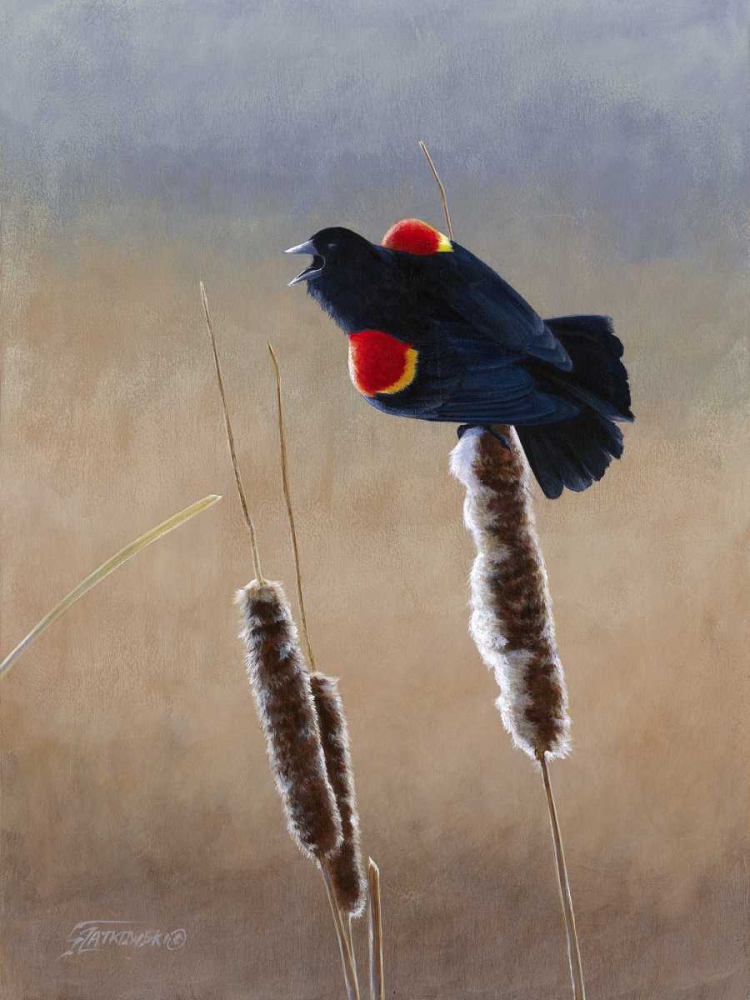 Art Print: Redwing Morning II