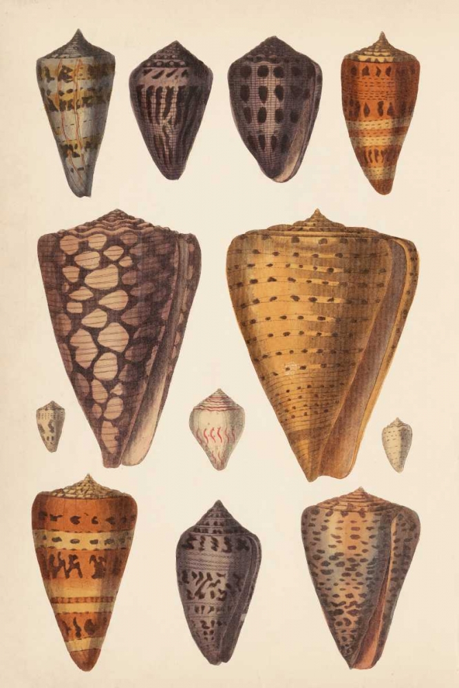 Wall Art Painting id:83788, Name: Antique Cone Shells I, Artist: Unknown