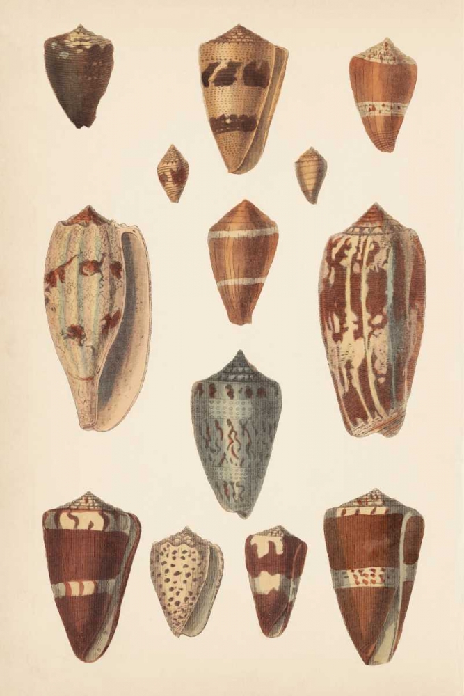 Wall Art Painting id:83789, Name: Antique Cone Shells II, Artist: Unknown